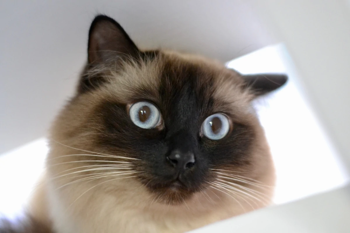 tierfotografie-katze-nahaufnahme