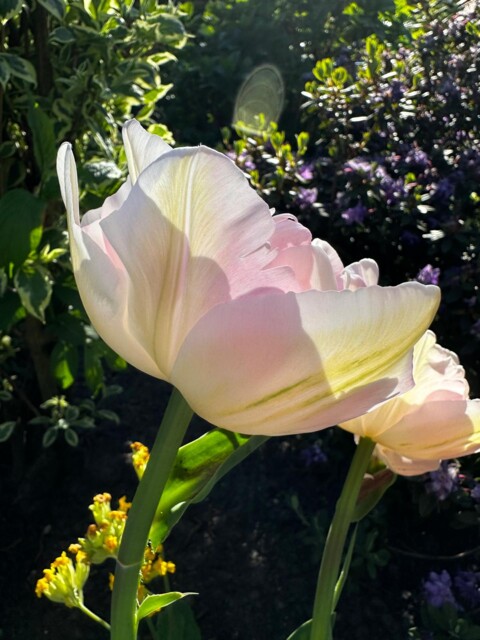 Nahaufnahme-Frühlingsblume